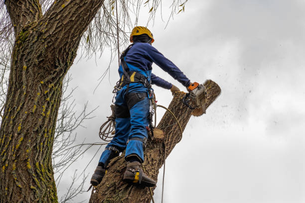 Best Stump Grinding and Removal  in North Bethesda, MD