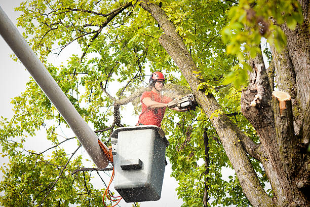 How Our Tree Care Process Works  in  North Bethesda, MD